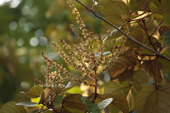 Mallotus tetracoccus